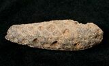 Agatized Fossil Pine (Seed) Cone From Morocco #17456-1